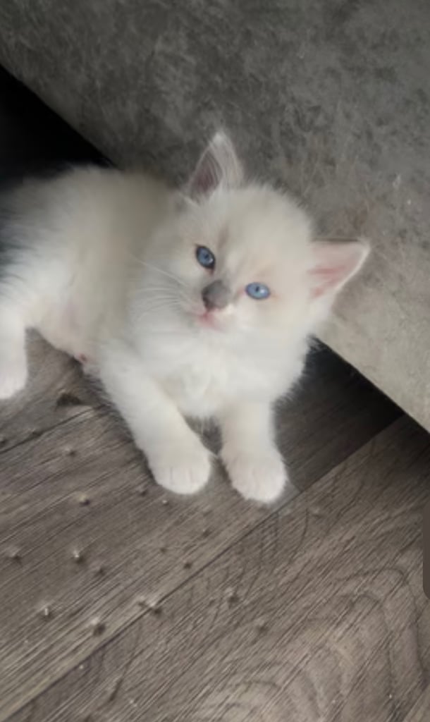 Ragdoll male 3Months