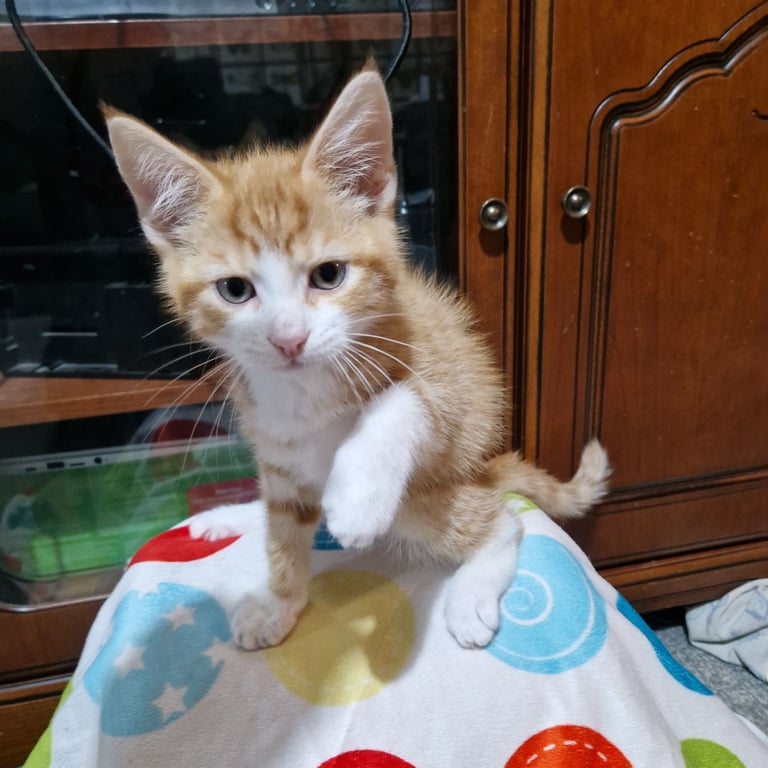 12 week kittens. 