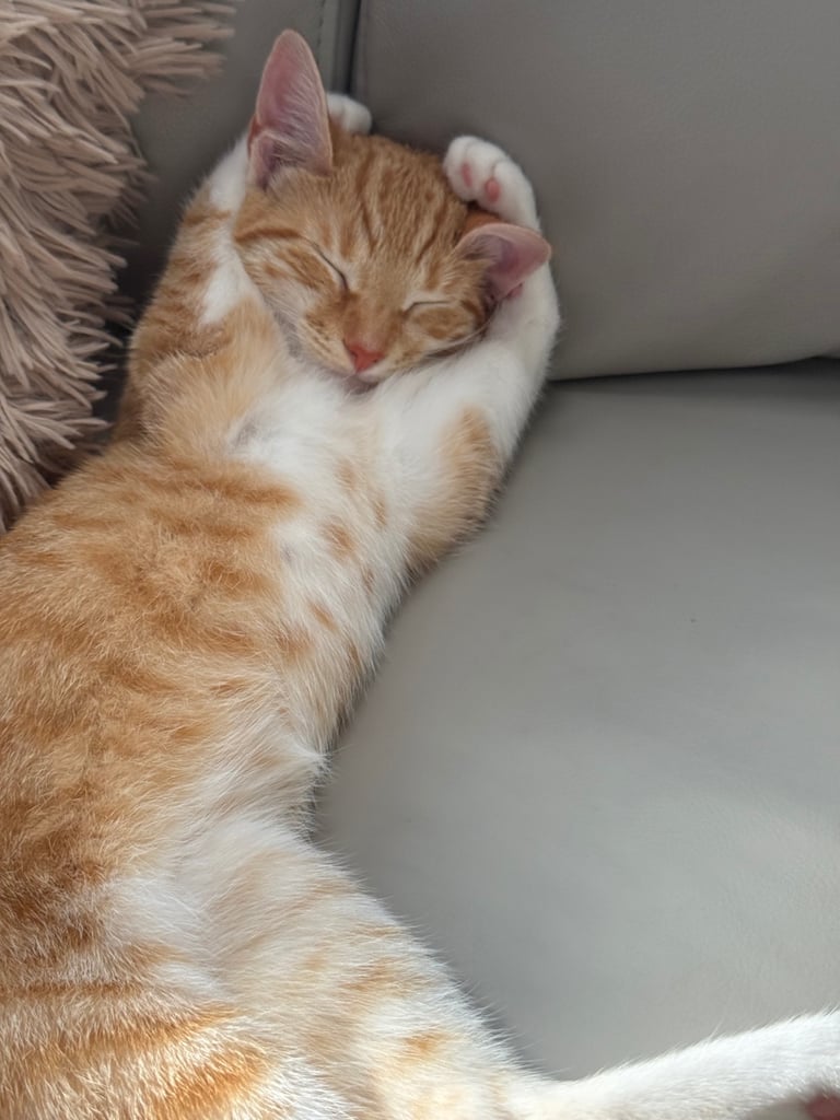 Cat for sale 8 months old
