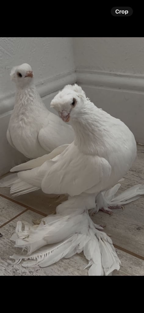 High quality pigeons