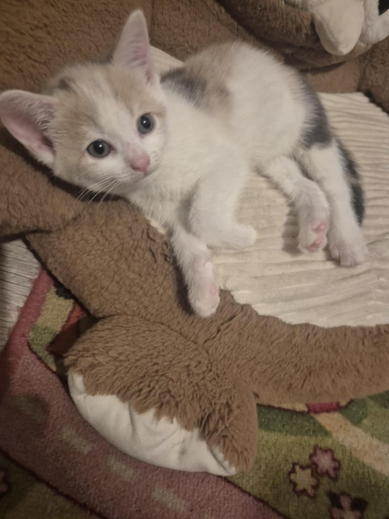 2 female kittens 