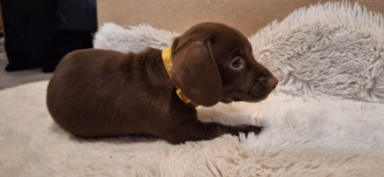 Miniature dachshund's READY TO GO