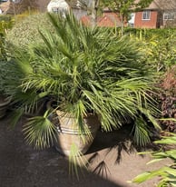 Magnificent Humilis Palm in Planter just flowering