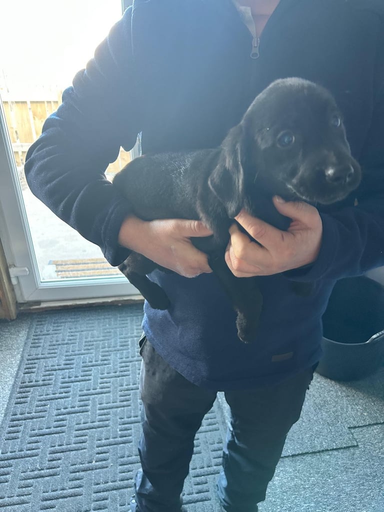 Labrador puppies 