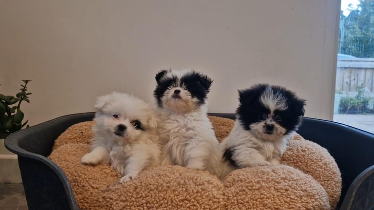 Ready Now 3 Girls. Pomeranian x shitzu health check. 1st vacination.  