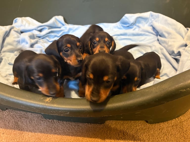 Miniature dauchund pupsREADY NOW
