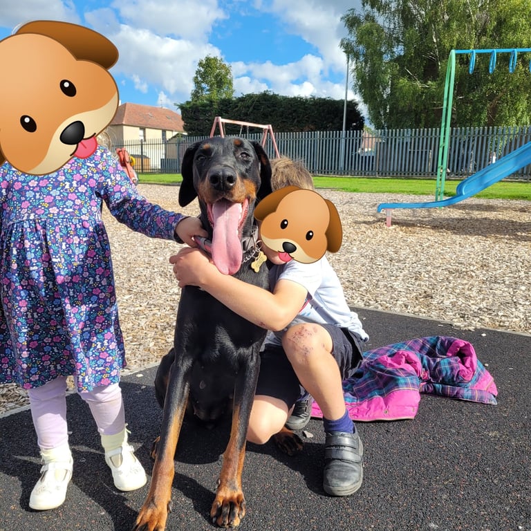 *all gone* Stunning KC reg Dobermann puppies 