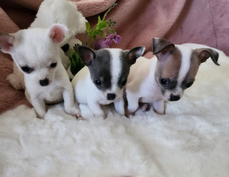 image for Beautiful chihuahua puppies