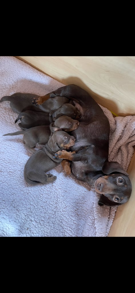 **Ready to leave now** 2 miniature dachshund boys