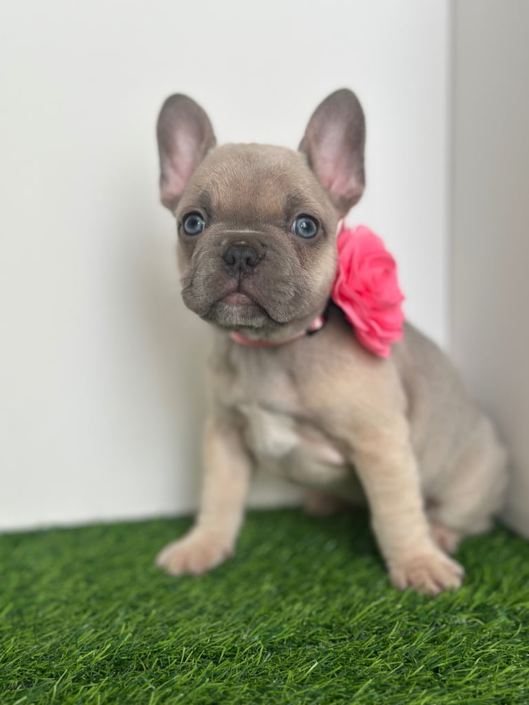 5 French bulldog puppies 