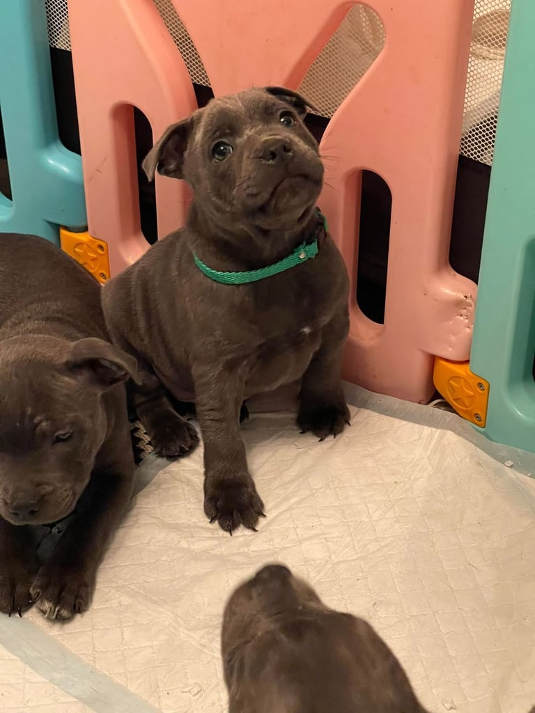 Beautiful Blue staffy puppies, KC registered ready to leave