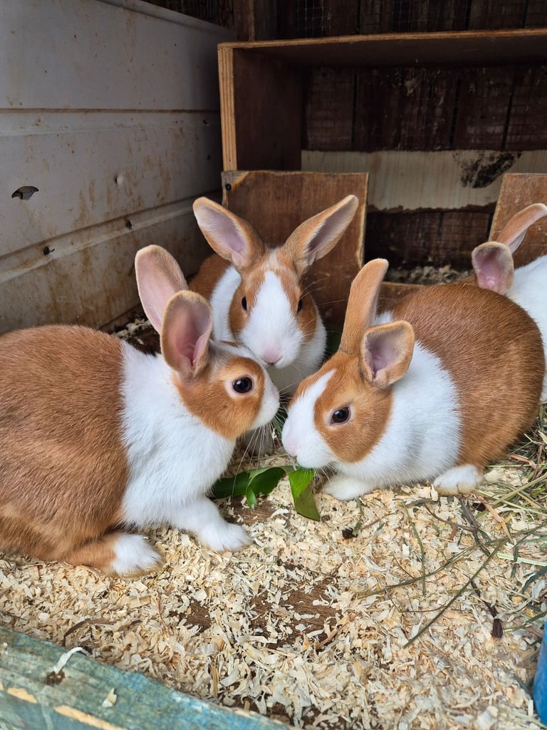 image for Rabbits for Sale