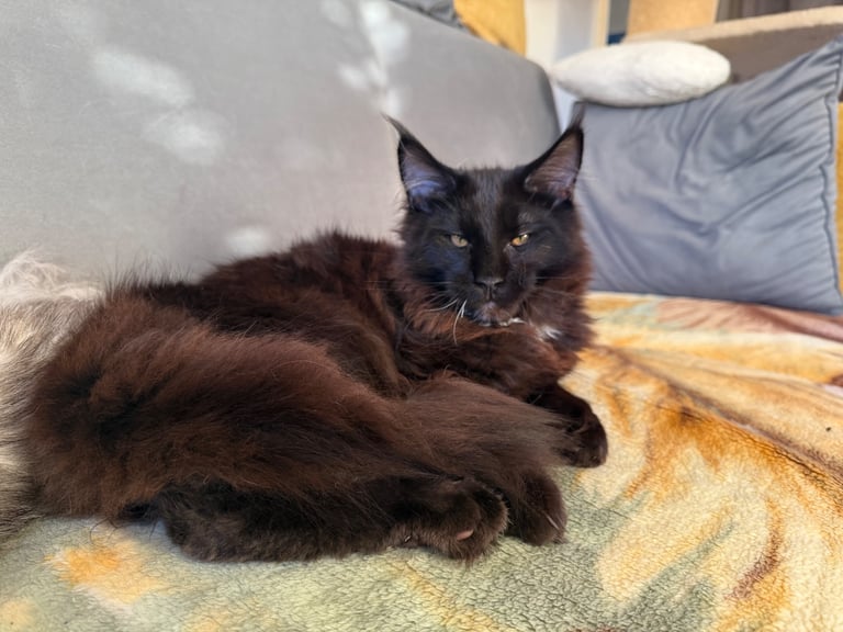 image for cat for sale