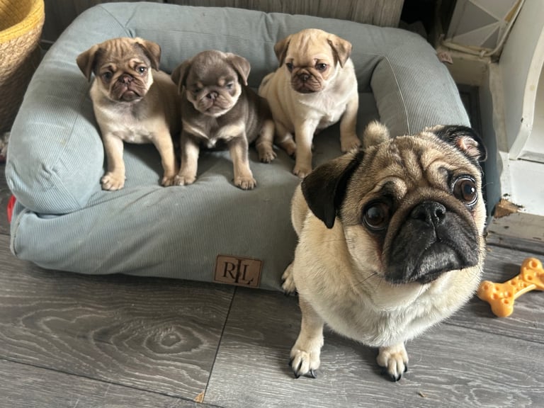 Pug puppies for sale 