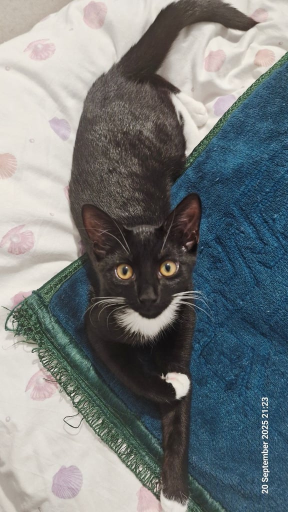 Kara- Tuxedo kitten ready for adoption