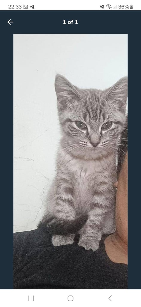 URGENT: Kitten for sale