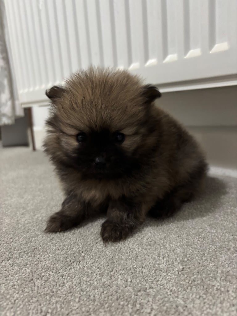 Tiny Pomeranian puppies