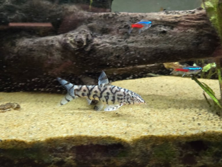 Tropical fish, need rehoming.