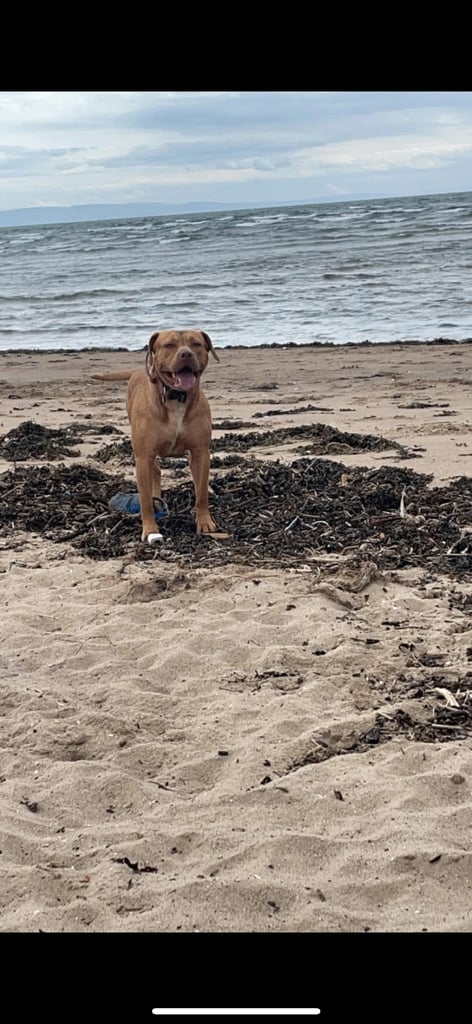 American bulldog for sale 