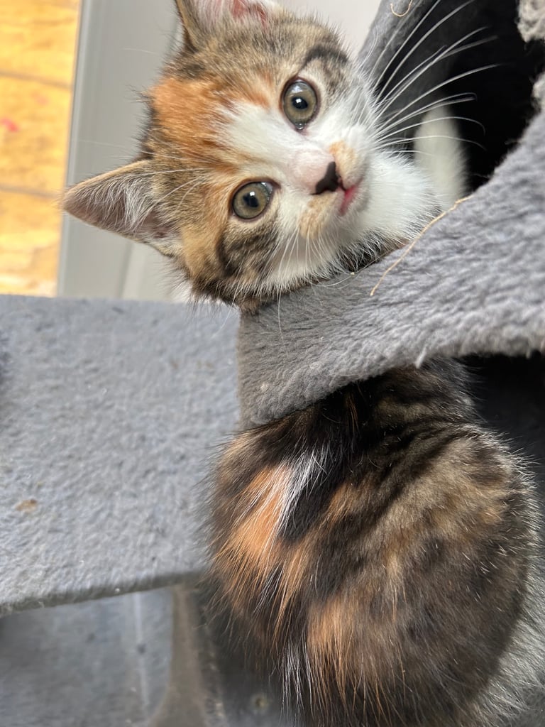 1 x Female Kitten looking for their forever home