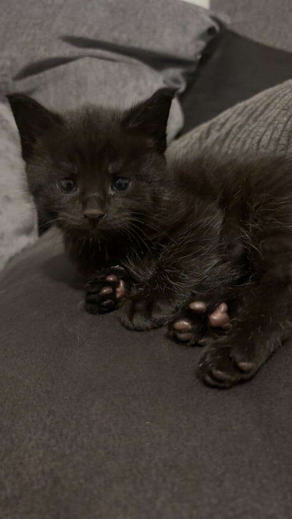 Maine Coon Cross kitten