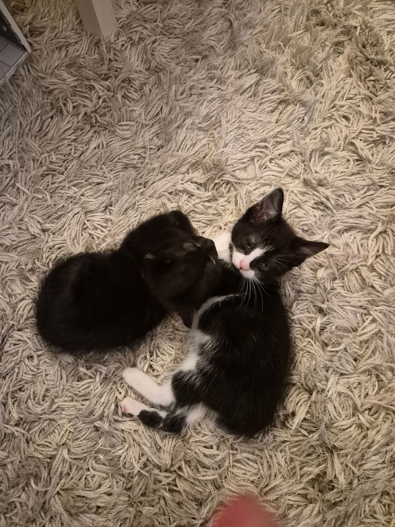 2 boy kittens 