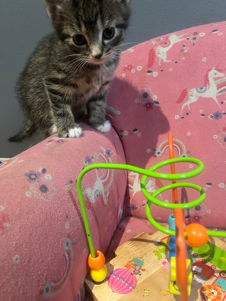 Lovley Kitten’s 