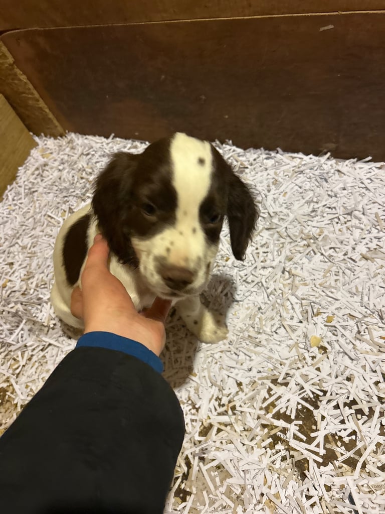 Springer spaniel puppies 