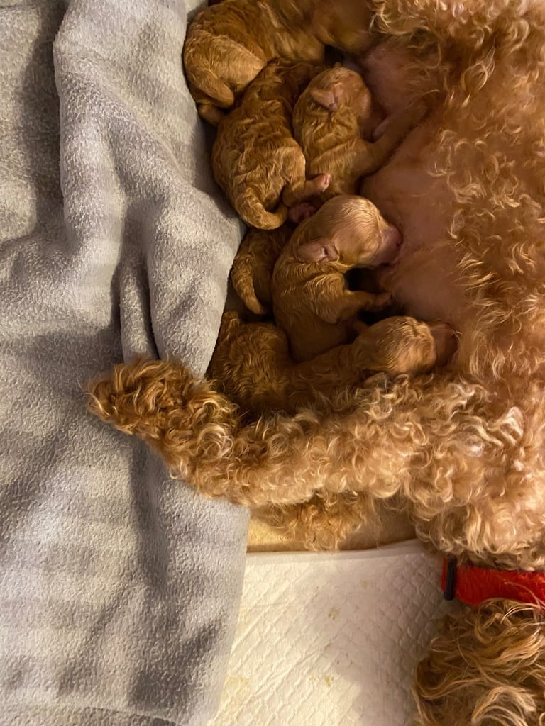 Toy poodle puppies 