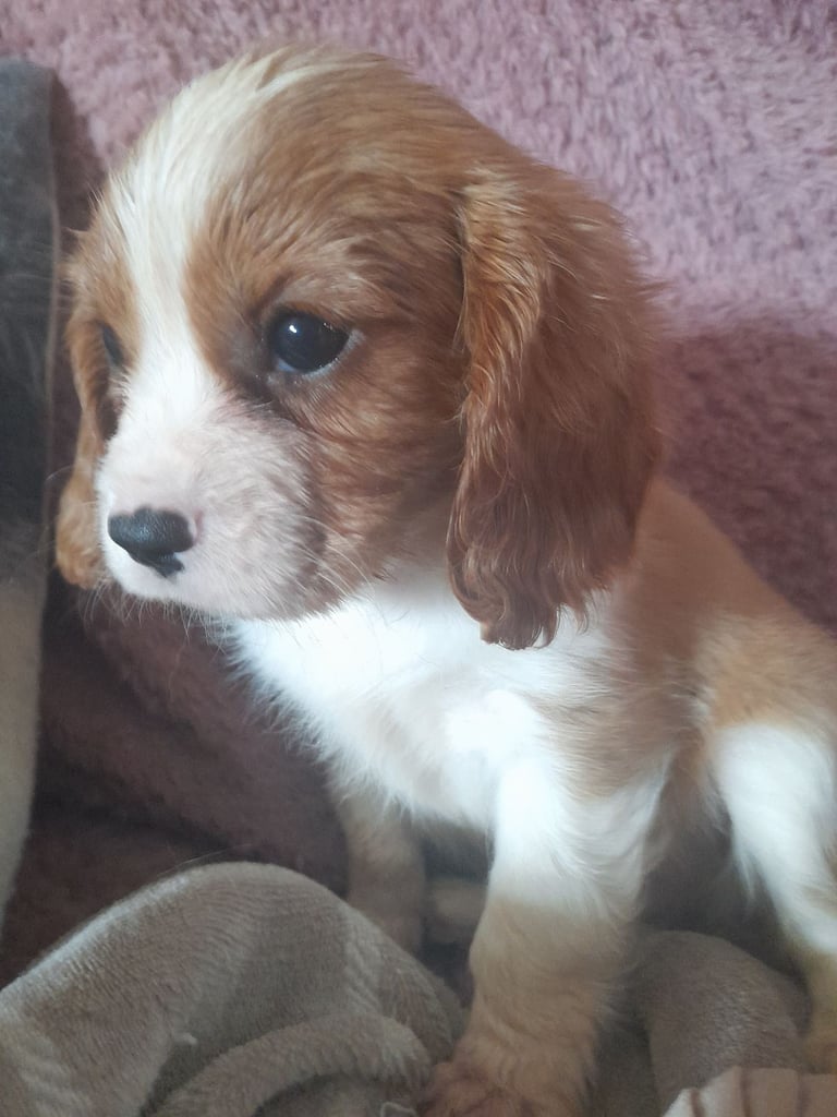 Cavalier King Charles spaniel 