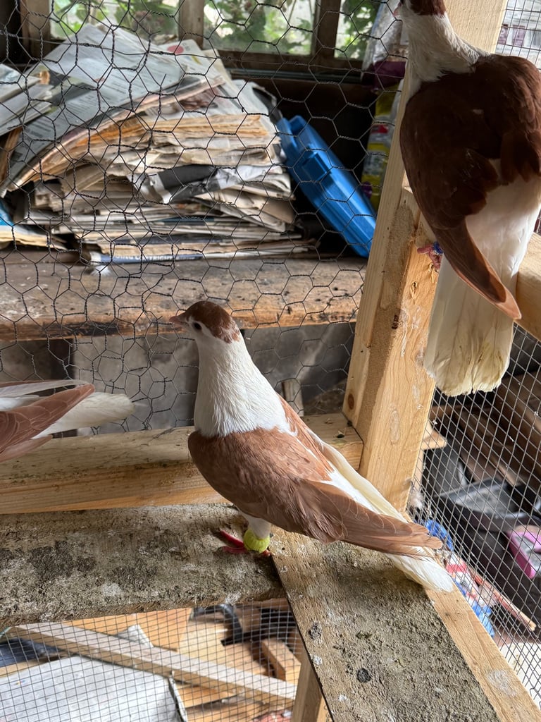 Afghan pigeons 