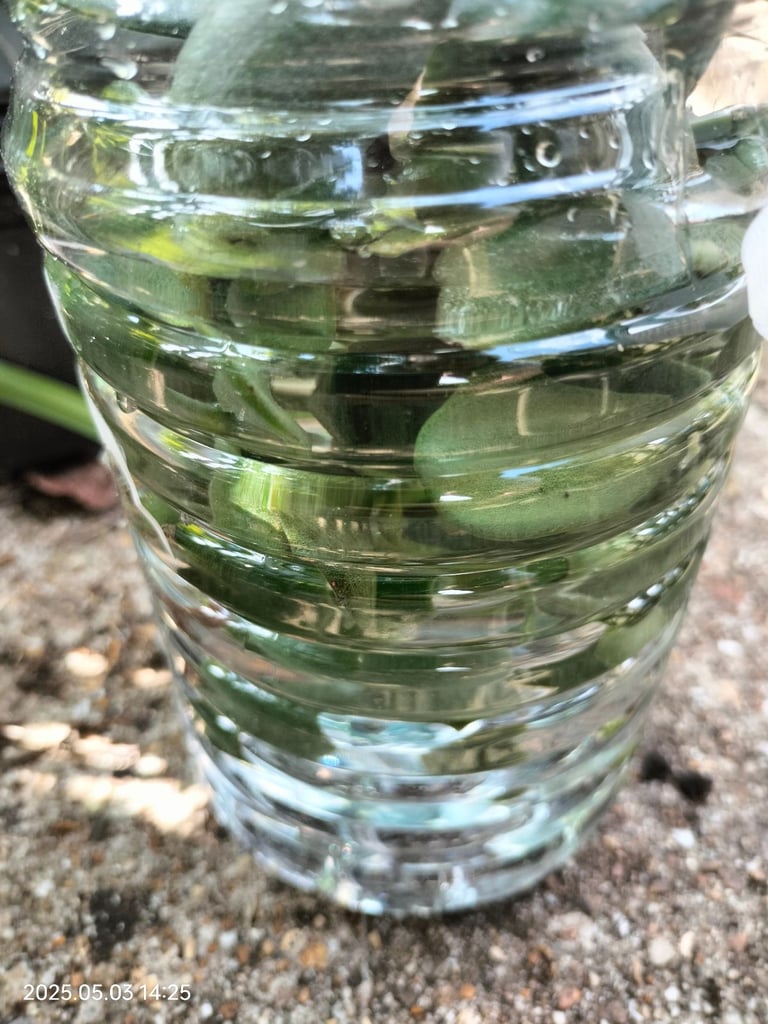 Money plant Chinese Jade plant cuttings leafs can deliver free Southampton 