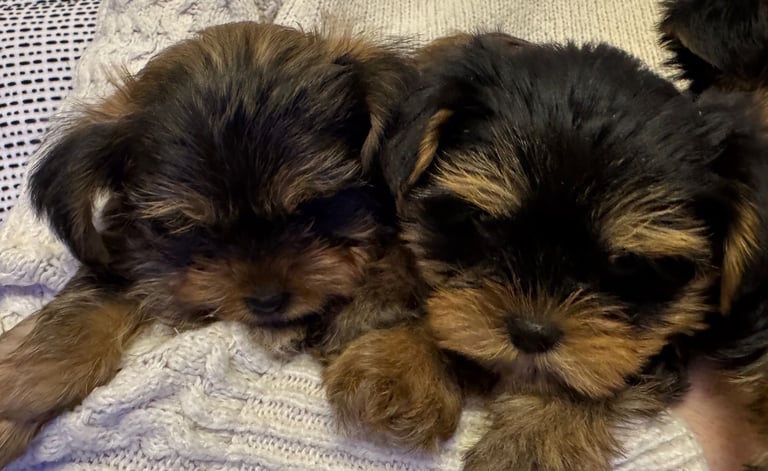 Minature Yorkie pups 