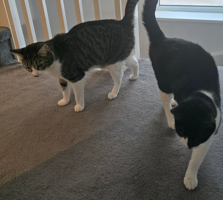 image for Playful beautiful cats need rehoming