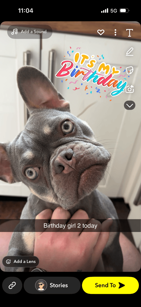 French bulldog for rehome 