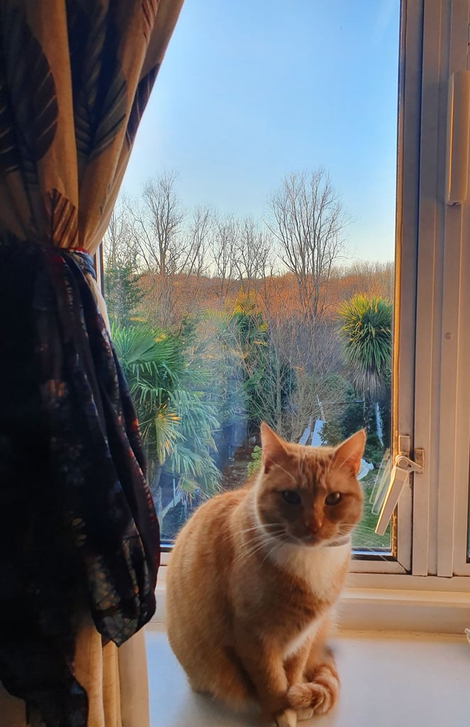 image for Cat for adoption