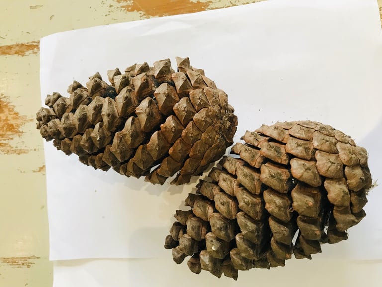 Giant Fir Cones