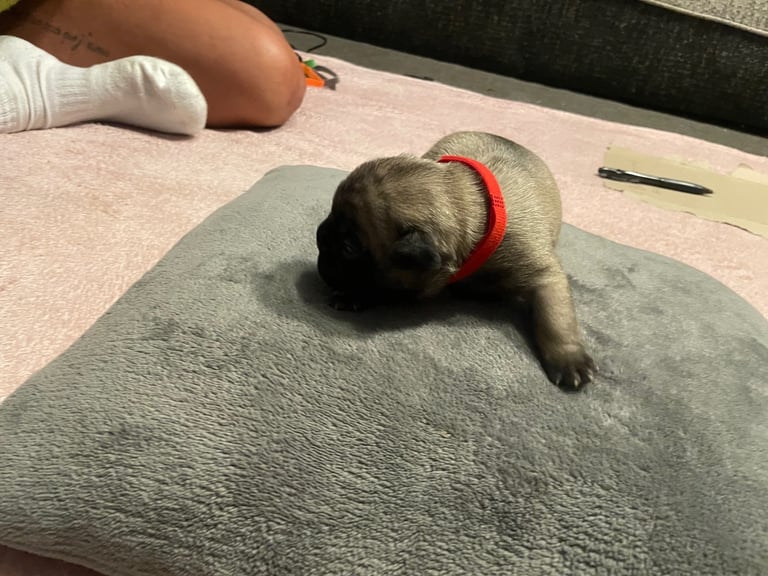 French bulldog puppies