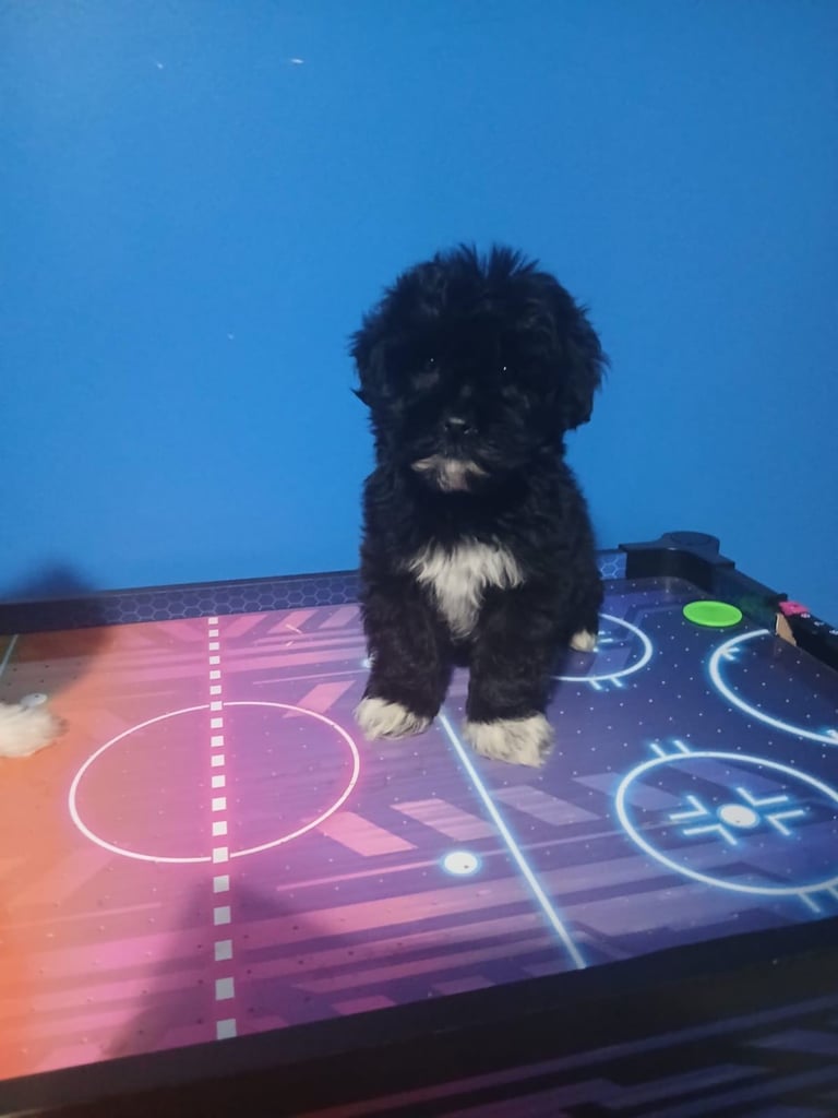 miniture shihtzu puppy