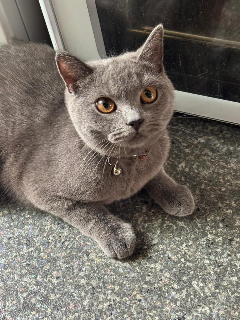 My indoor Kitten 