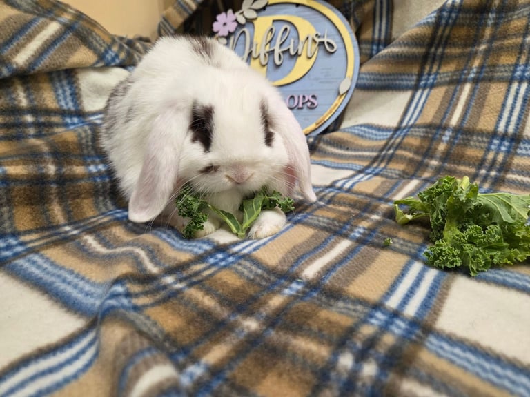 Mini lop bunny