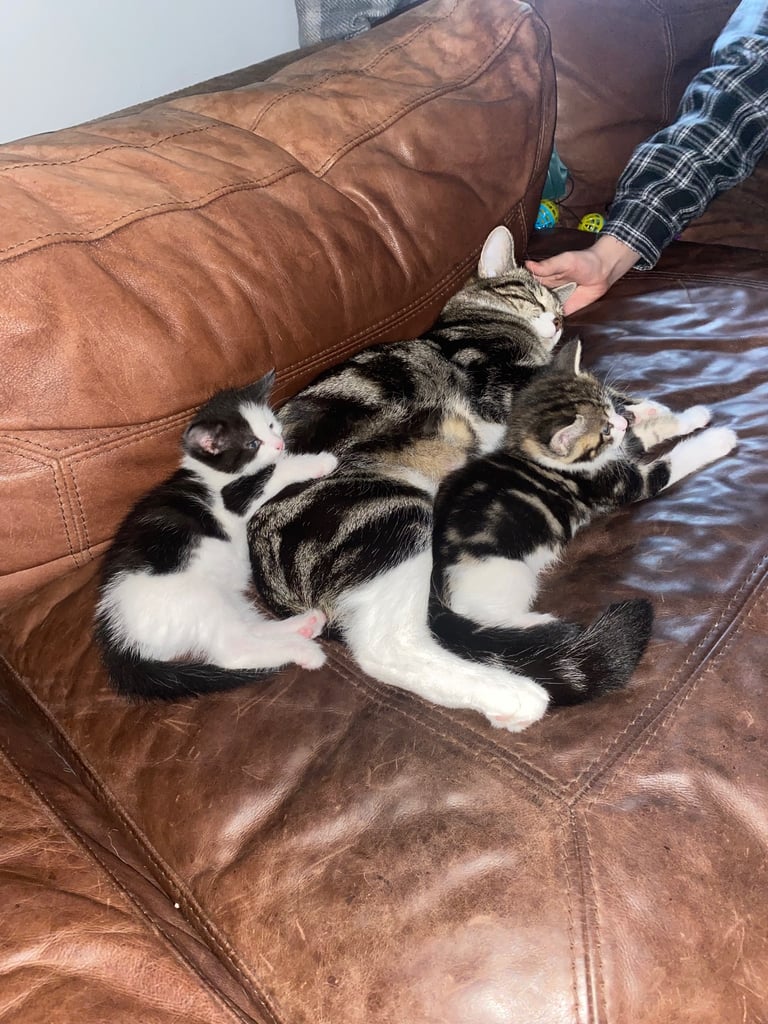 2 gorgeous little girls looking for their forever homes 