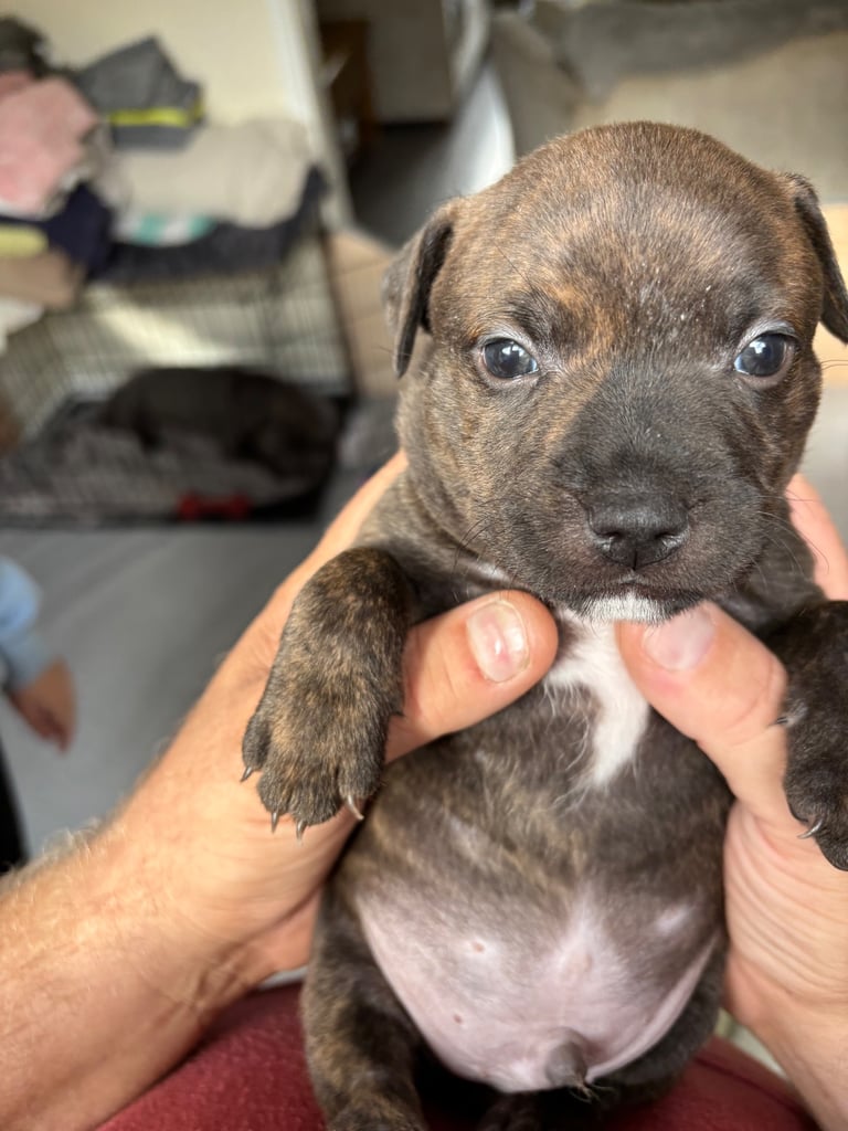 Beautiful Staffy Puppies for sale 