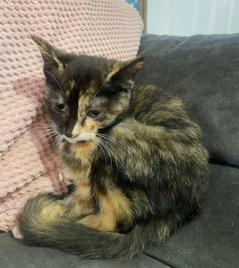 Tortoiseshell female kitten 16 weeks