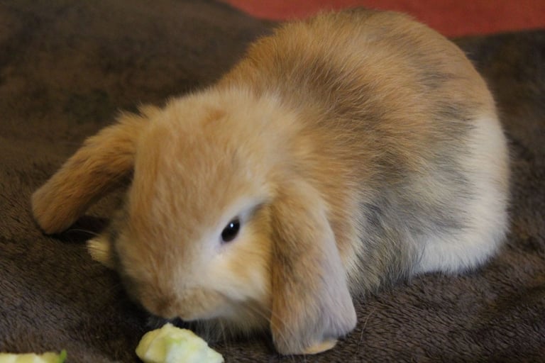 Baby mini lop rabbits