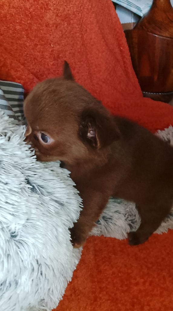 Only 2 left,,, Pure Bred long haired Chocolate Chihuahuas 