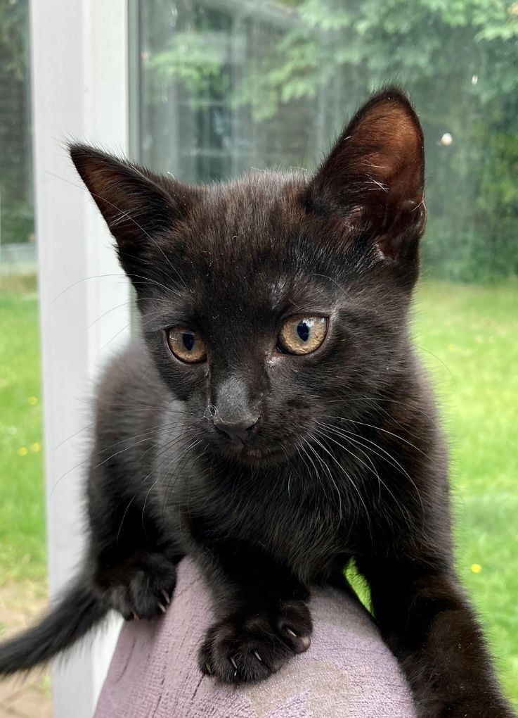 Gorgeous Black 10 Week Old Kitten For Sale