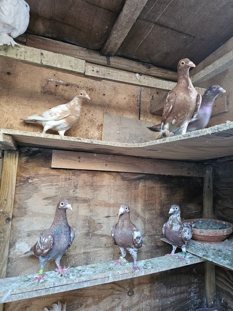 Pigeons for sale 