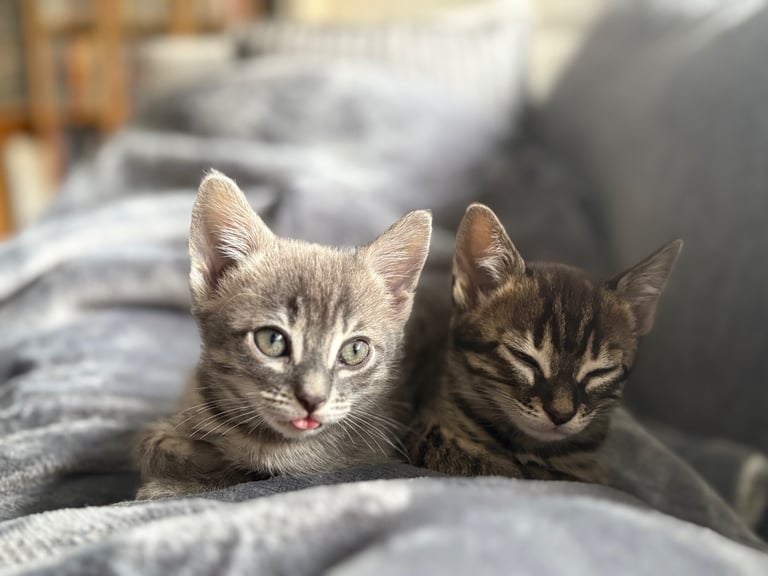 Russian Blue Bengals for Sale