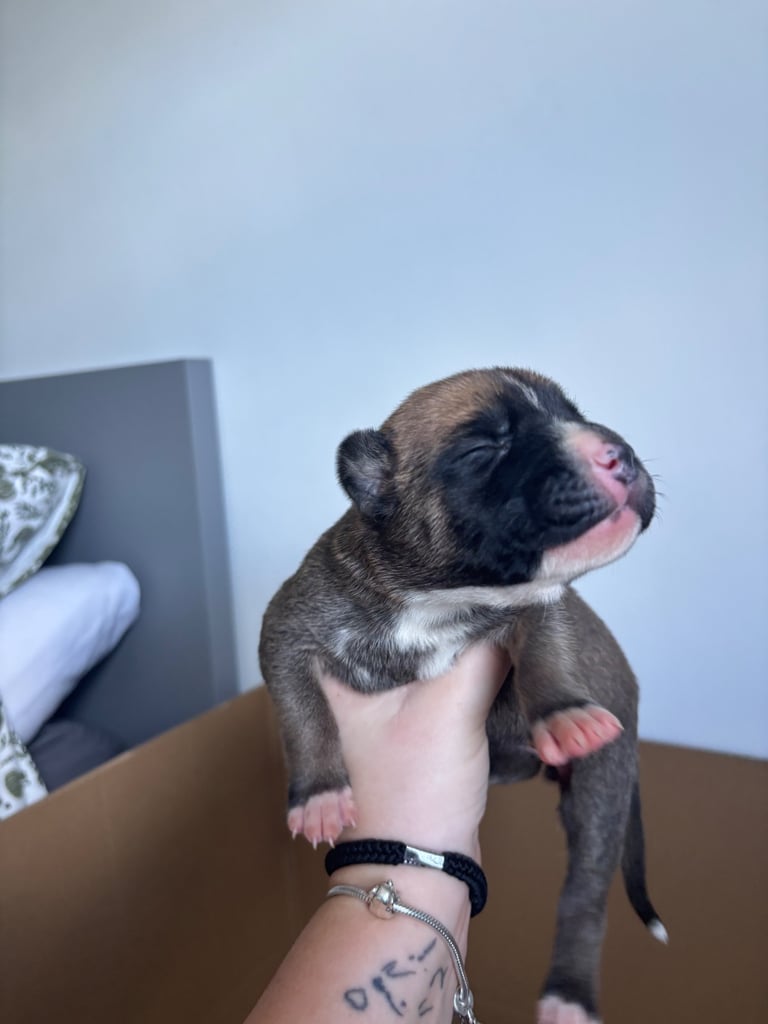 Bull-Herder for sale | 6 boys | 4 Girls